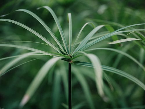 
A Close-Up Shot of a Paper Reed