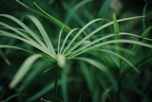 Long Green Leaves of a Grass