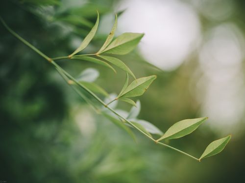 Free A macro shot of green leaves with a blurred background, showcasing nature's beauty. Stock Photo