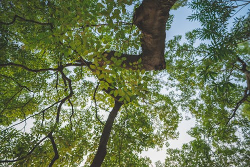 Low Angle Shot of a Tree