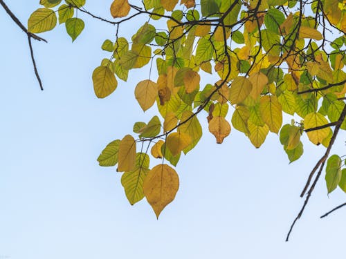 Close-Up Shot of Green Leaves