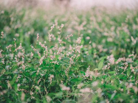 A Close-Up Shot of Pennsylvania Smartweed