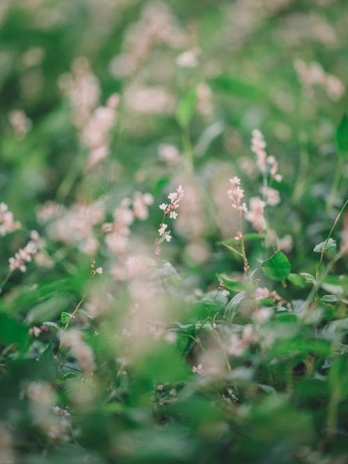 
A Close-Up Shot of Pennsylvania Smartweed