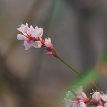 Beautiful close-up of delicate white blossoms with a blurred background, showcasing nature's elegance.