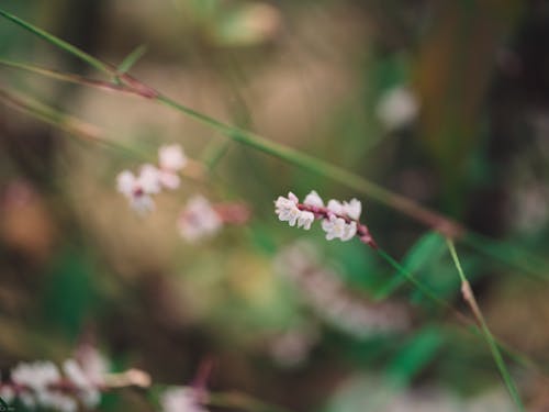 Close-Up Shot of White Flowers in Bloom