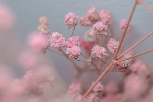 Close-Up Shot of Pink Flowers