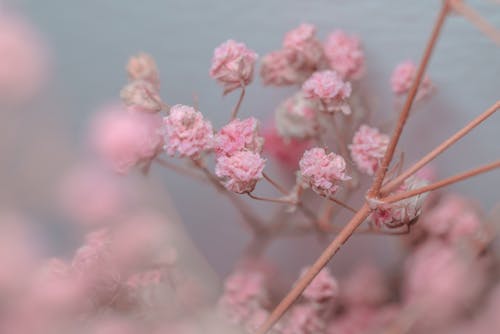 Foto d'estoc gratuïta de creixement, delicat, flora