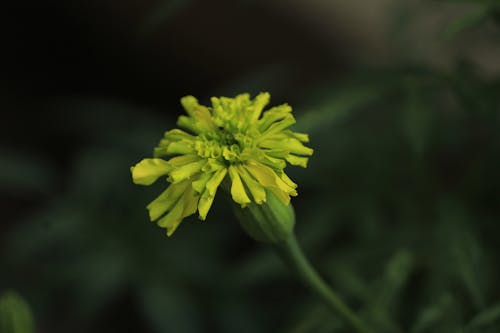 Close-Up Shot of a Yellow Perennial in Bloom