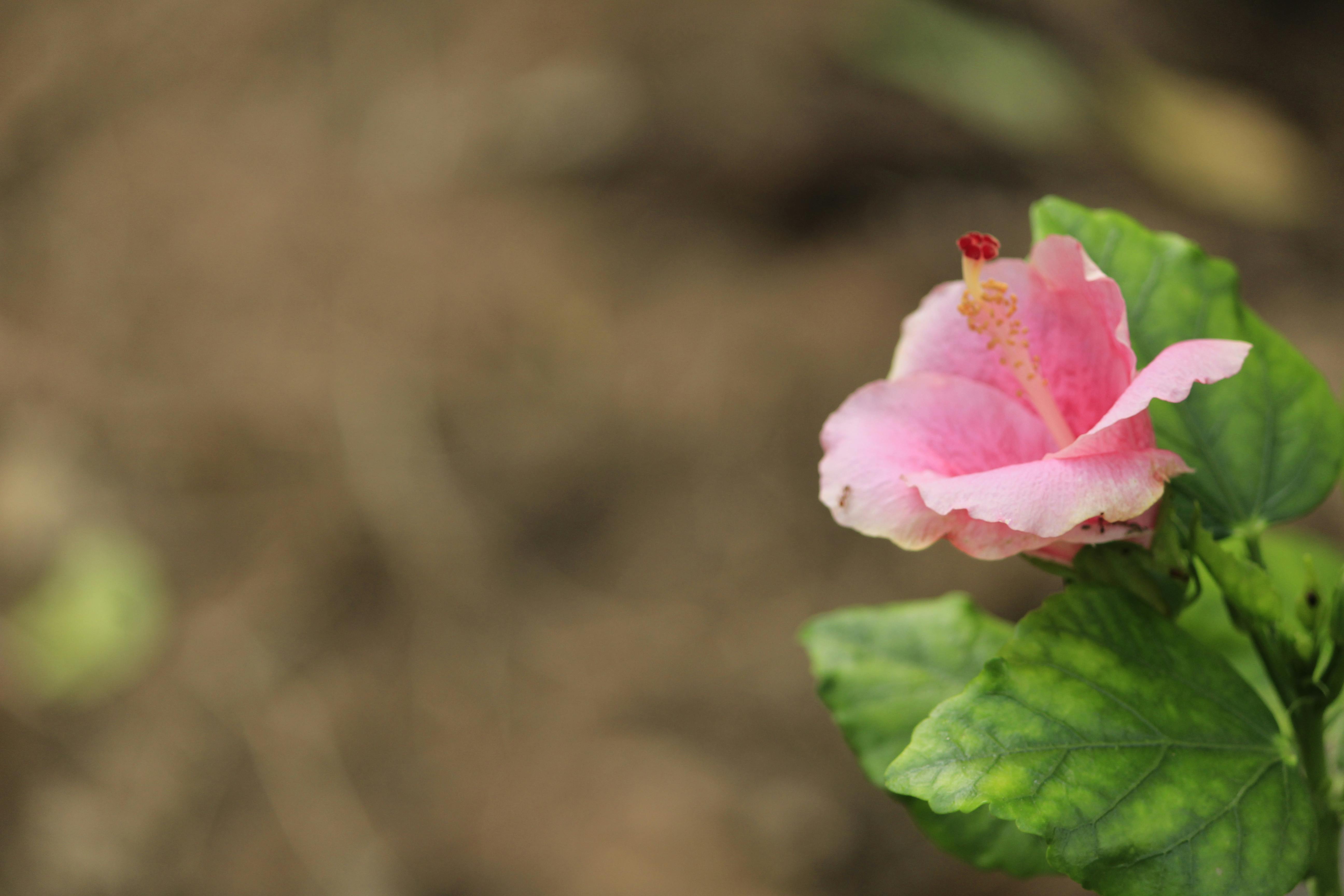 Pink Flowers against a Yellow Background · Free Stock Photo