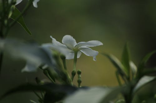 Photo of White Flowers with Buds