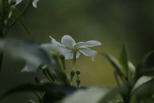 Free Close-up of a blooming white jasmine flower with green leaves in soft focus. Stock Photo