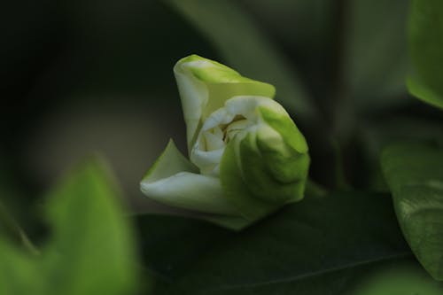 Kostenloses Stock Foto zu blütenknospe, flacher fokus, flora