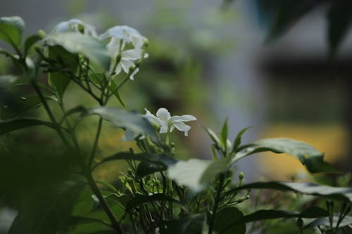 Close-Up Shot of White Flowers in Bloom