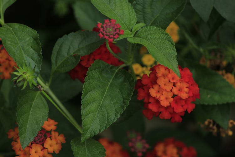 Red And Orange Flowers With Green Leaves