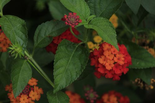 Free Close-up of vibrant red and orange lantana flowers with lush green leaves under natural daylight. Stock Photo