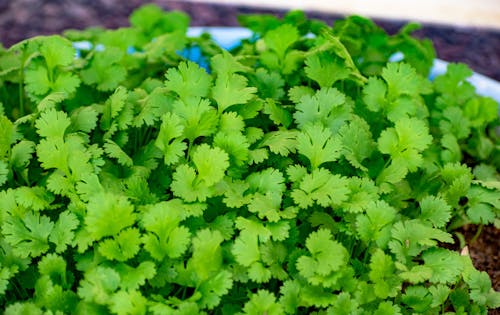 Gratis stockfoto met biologisch, bladeren, Cilantro