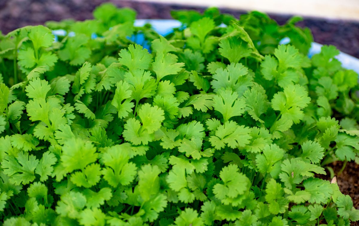 Close-up shot of fresh green cilantro leaves