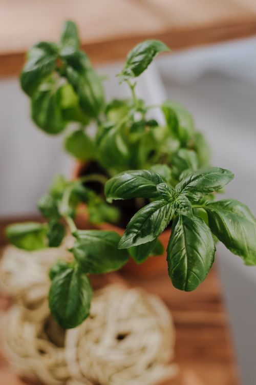 Free Close-up of a lush green basil plant in a terracotta pot, perfect for culinary uses. Stock Photo