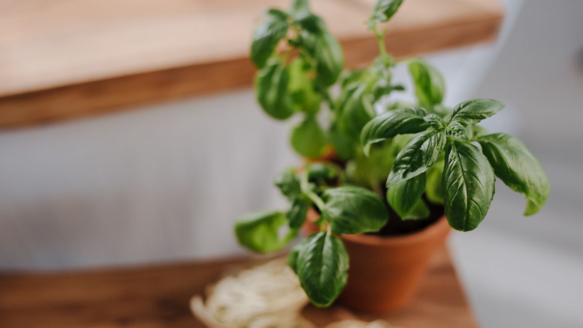 Choisir les meilleures plantes aromatiques pour un balcon en été - illustration