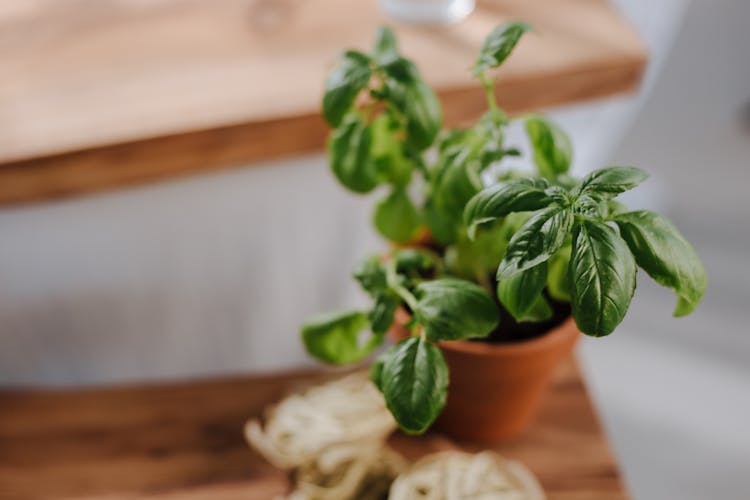 Green Basil In Plant Pot On Tabletop