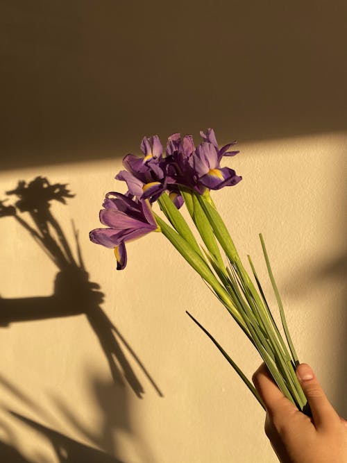 A Person Holding a Bunch of Purple Flowers