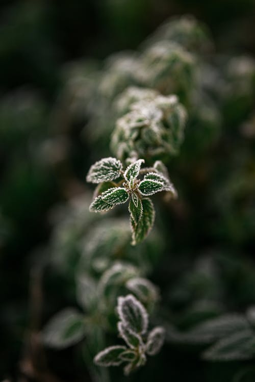 Green Plant Leaves in Close-up Photography