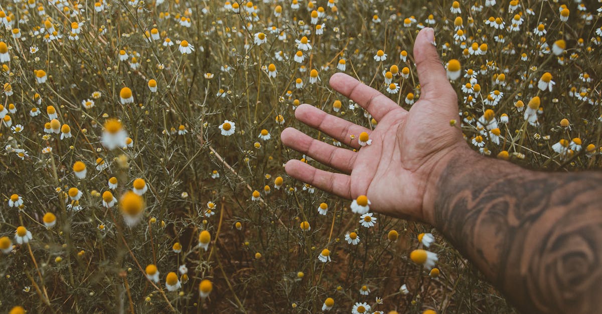 How to make chamomile tea with flowers