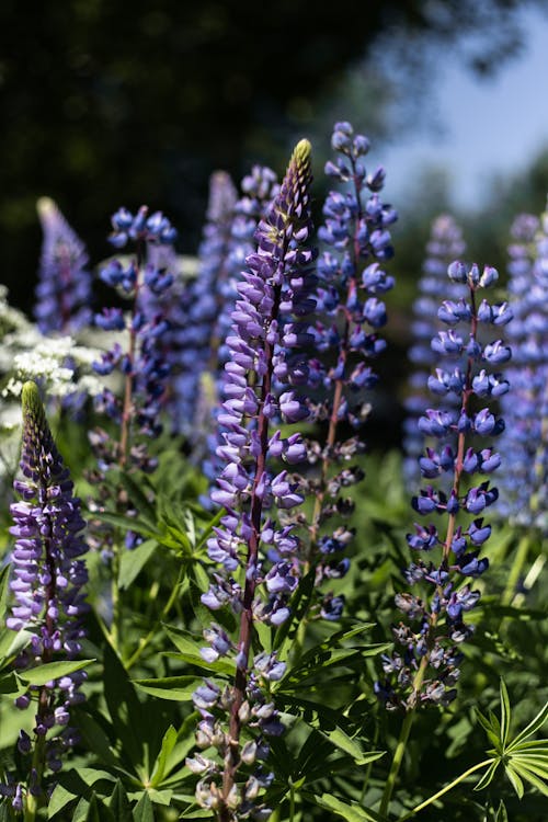 Kostnadsfri bild av anläggning, blommor, blomning