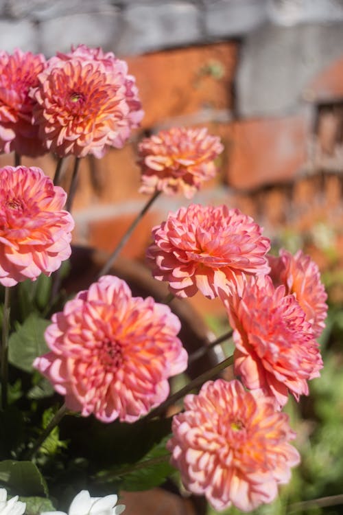 A Photo of Pink Dahlia Flowers