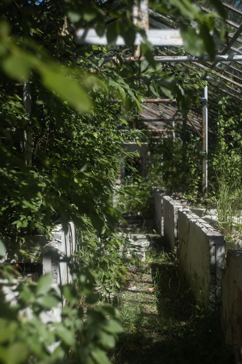 Free A neglected greenhouse overrun by lush greenery under summer sunlight. Stock Photo