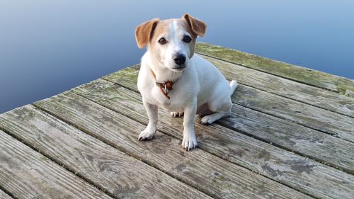 Free Adorable Jack Russell Terrier sitting on a wooden dock by a serene lake in Werlte, Germany. Stock Photo