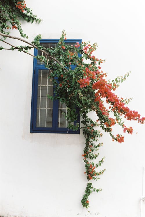 Photograph of Red Flowers Near a Window