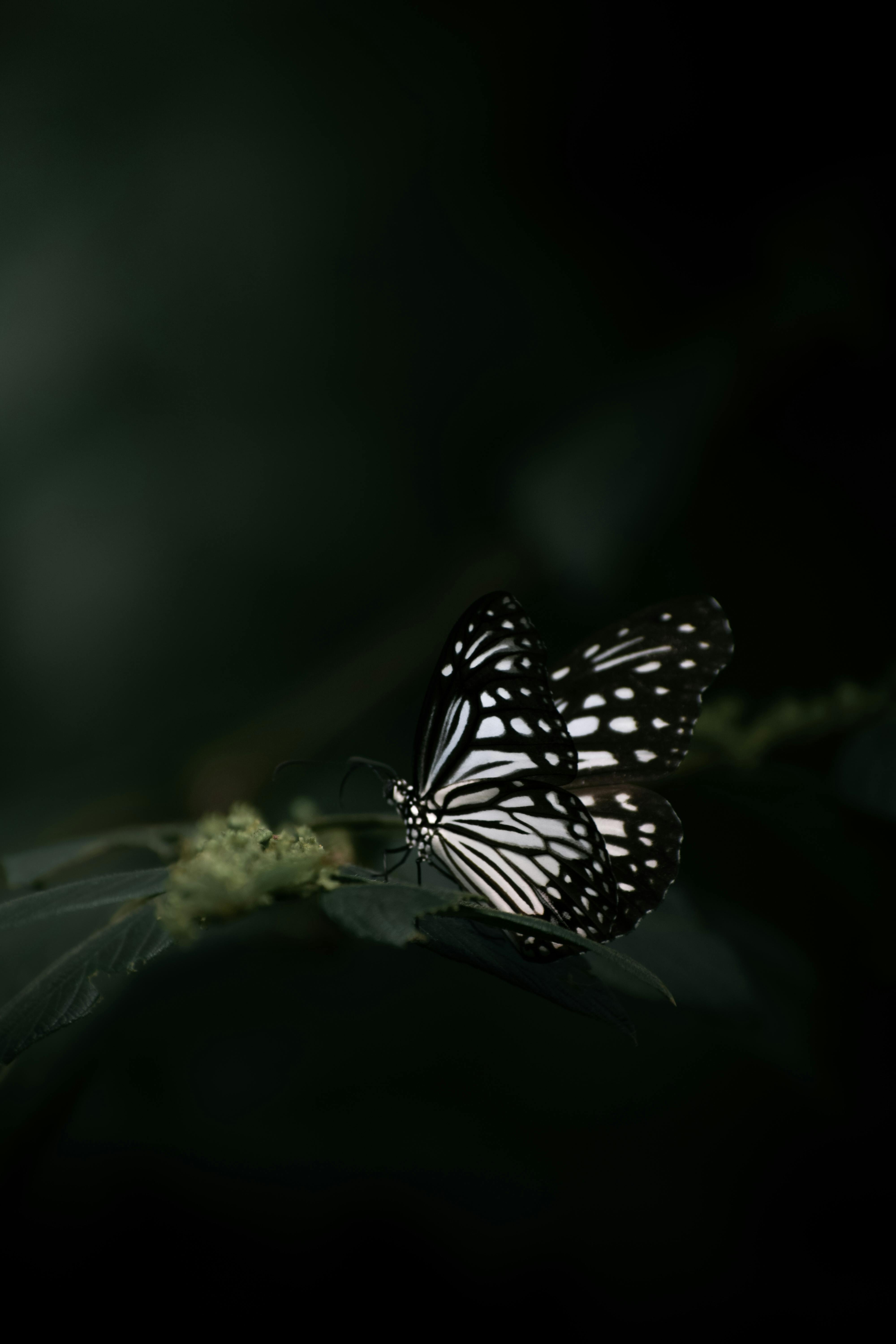 Wallpaper Brown Black and White Butterfly Background  Download Free Image