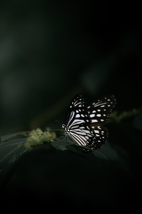 бесплатная Бесплатное стоковое фото с бабочка, бабочка обои, вертикальный выстрел Стоковое фото