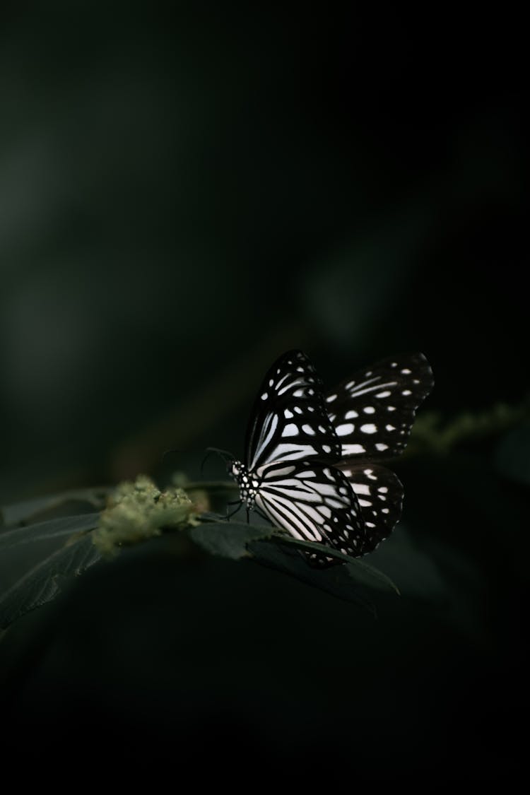 Selective Focus Of Danaus Melanippus