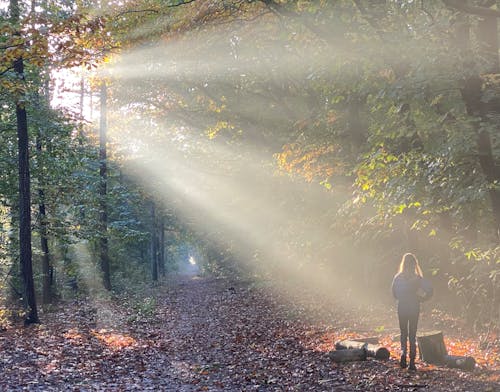 Gratis stockfoto met Bos, bossen, mevrouw