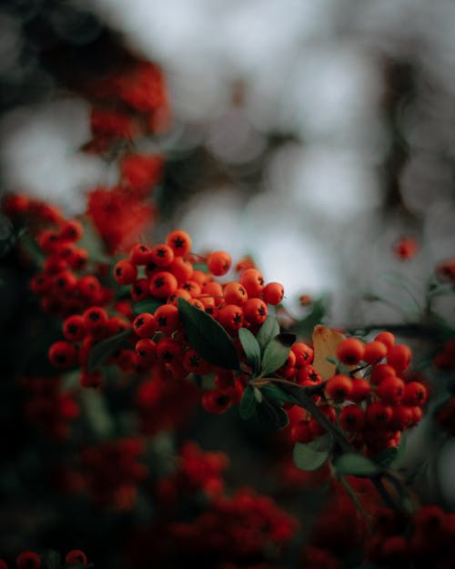 Red Round Fruits on Tree Branch · Free Stock Photo