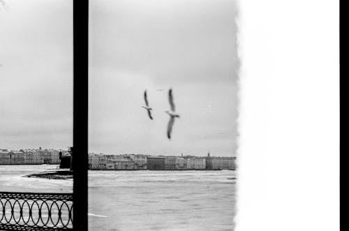 Black and White Photograph of Birds over River in City
