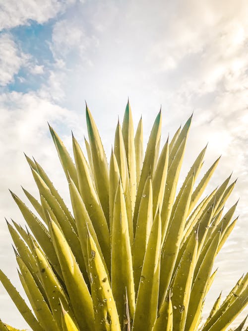 Green Leafy Plant Under White Clouds and Blue Sky