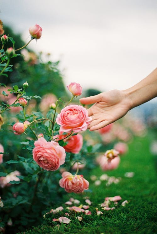 Close up on Womans Hand by Pink Roses