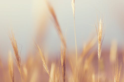 선택적 초점 사진 베이지 밀 잔디