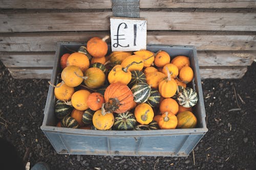 Free Pumpkins in a Blue Plastic Crate Stock Photo