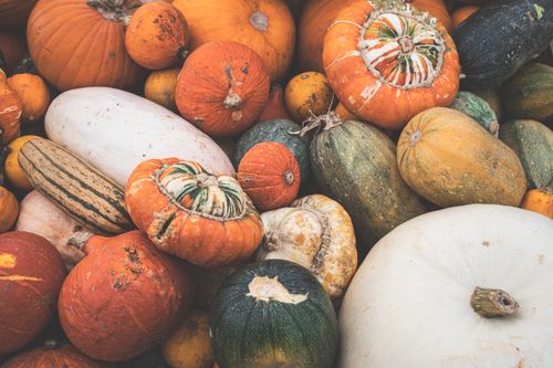 Free A vibrant array of pumpkins and squash highlighting the bounty of the fall harvest season. Stock Photo
