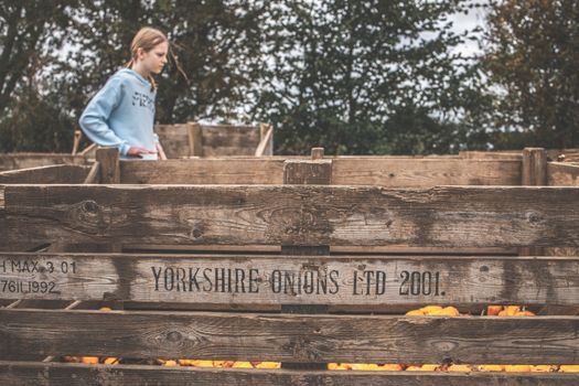 A young girl explores rustic wooden crates labeled 'Yorkshire Onions Ltd 2001' in a farm setting.