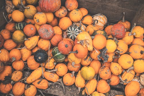 
A Stack of Pumpkins