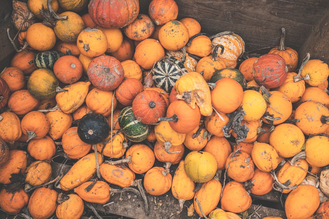 A Stack of Pumpkins · Free Stock Photo