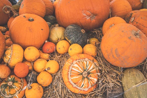 

A Close-Up Shot of Squash on Hay