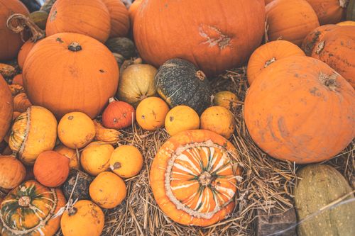 Free Vibrant autumn harvest of pumpkins and squash stacked on a bed of straw, perfect for fall themes. Stock Photo