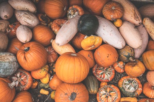 Colorful assortment of pumpkins and gourds, perfect for fall decoration or harvest themes.
