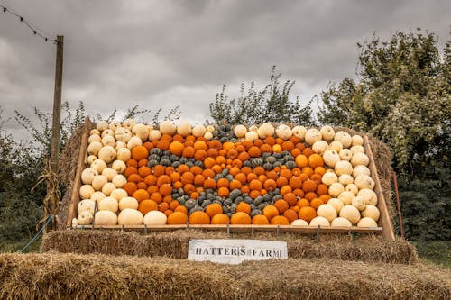 Free Orange, Green and White Pumpkins on a Hay Stack Stock Photo